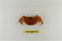 藏品(白紋方蟹)的圖片